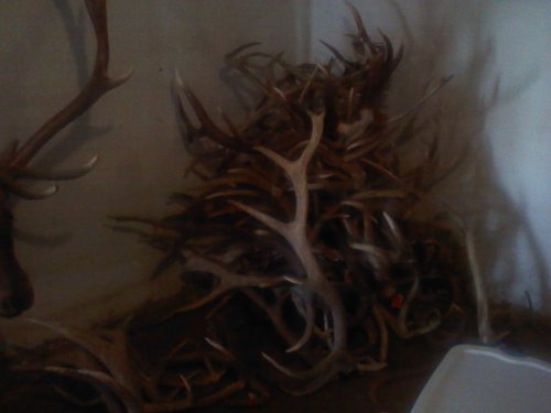 6724elk_antlers1.jpg