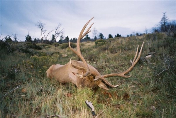 6772004_utah_bull_2.jpg