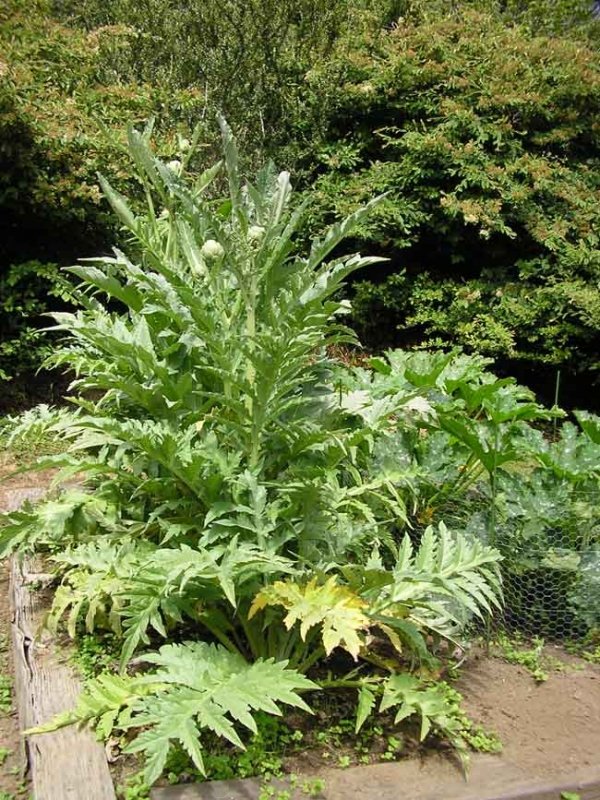 6837artichokeplant-002.jpg