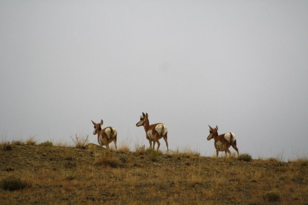 6971wyo_antelope_2011_015.jpg