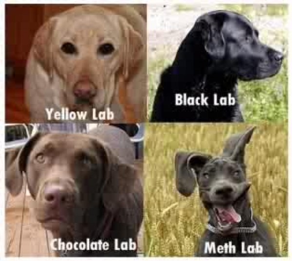 7157698kinds-of-labs.jpg