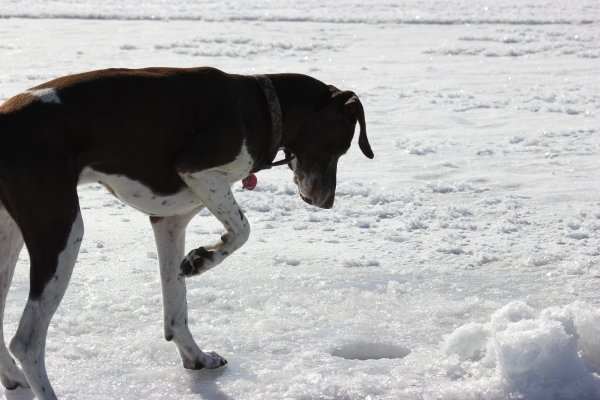 7180ice_fishing_strawberry_res_010.jpg