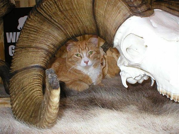 7208_bighorn-sheep-skull-cat.jpg