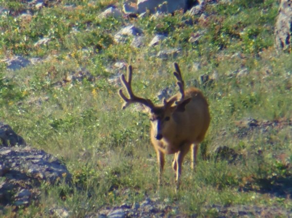 7305muledeer.jpg.jpg