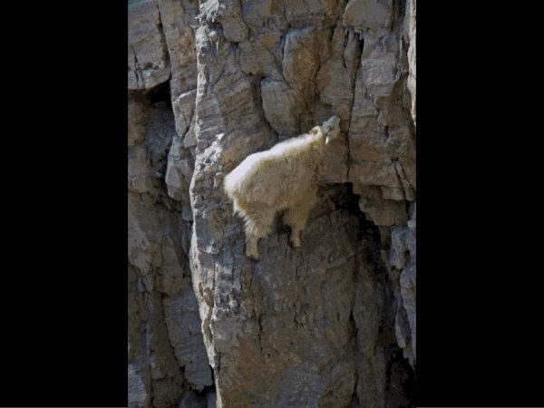 7312mtn_goat_4.jpg