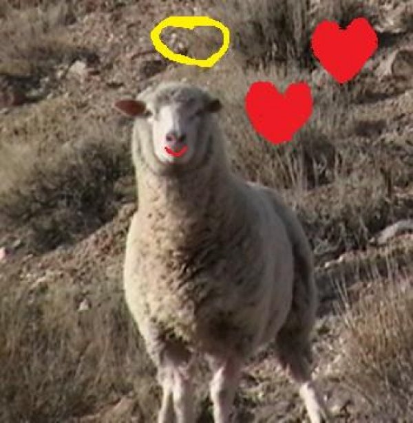 7330lonesome__sheep.jpg