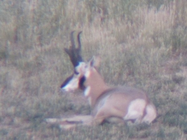 7356prong_buck_2.jpg