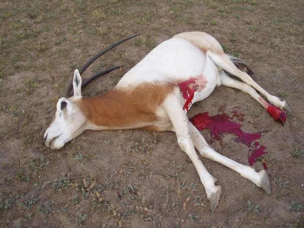 7386oryx_hunt_3-17-2012_010.jpg