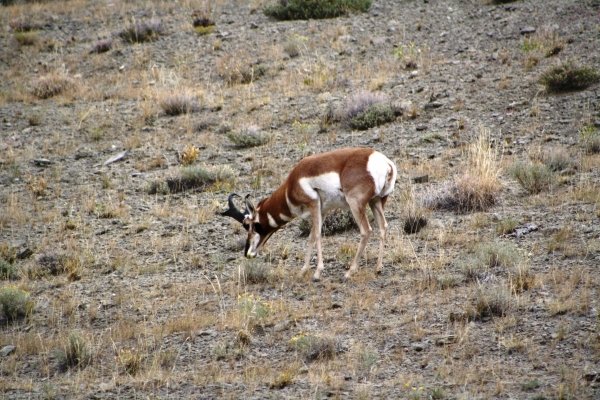 7417wyo_antelope_2011_017.jpg