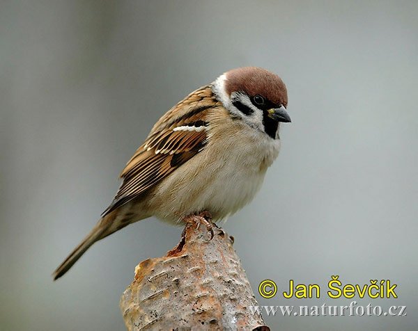 7449tree-sparrow--vrabec-polni-1.jpg