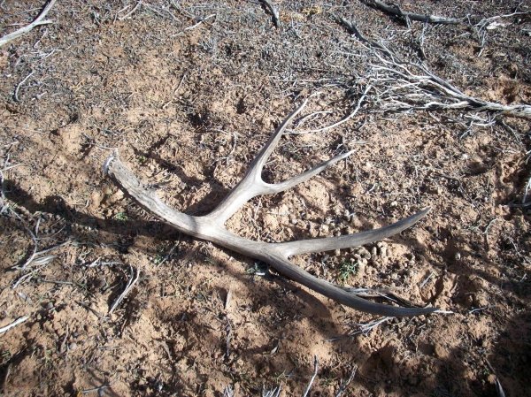 7464shed_hunt_3-5-11_010.jpg