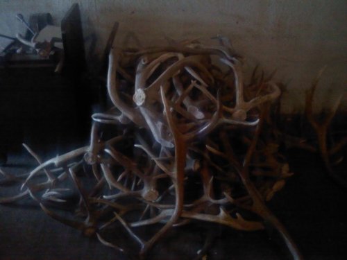 7543elk_antlers2.jpg