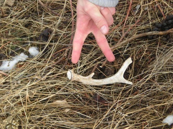 7698shed_hunting_2011_012.jpg