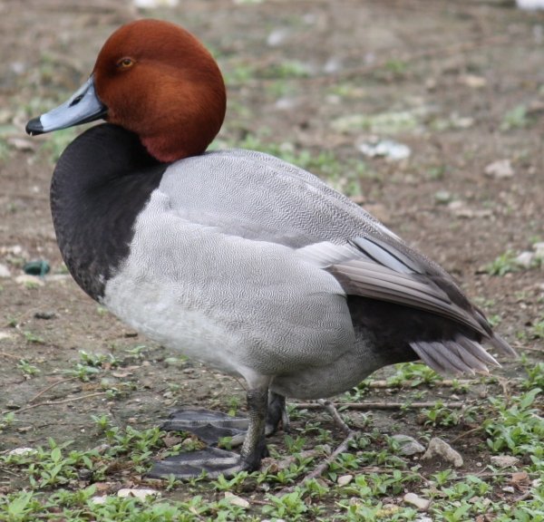 7863redhead_duck_068.jpg