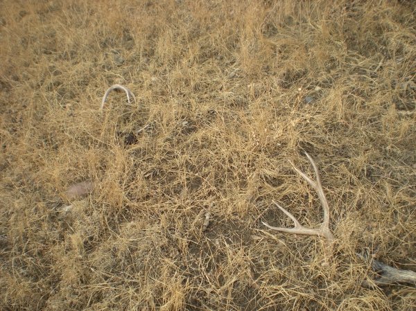 7877shed_hunting_2011_014.jpg