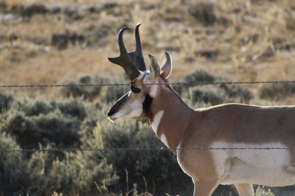 7885wyo_antelope_2011_042.jpg