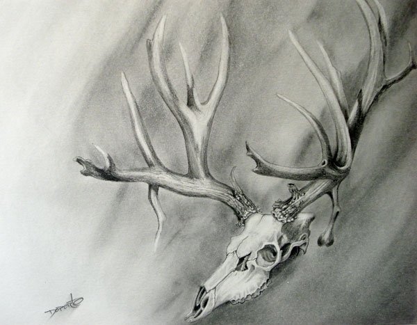 7972deer_drawing.jpg