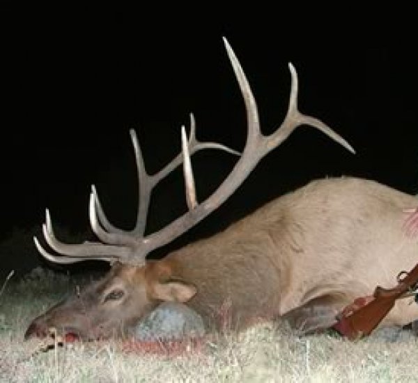 7992elk_emily.jpg