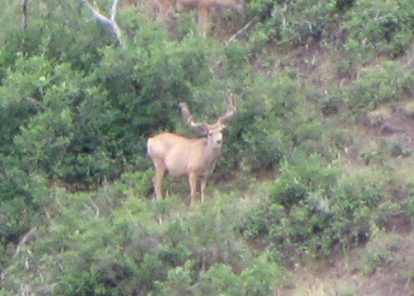 80024x4_buck.jpg