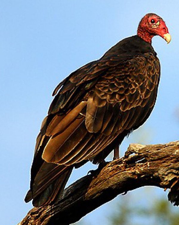 8051vulture01.jpg