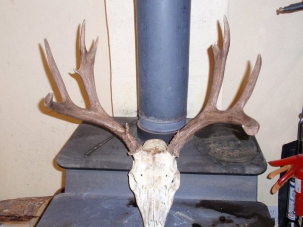 81822010_buck.jpg