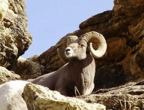 8214lamoille_ram.jpg