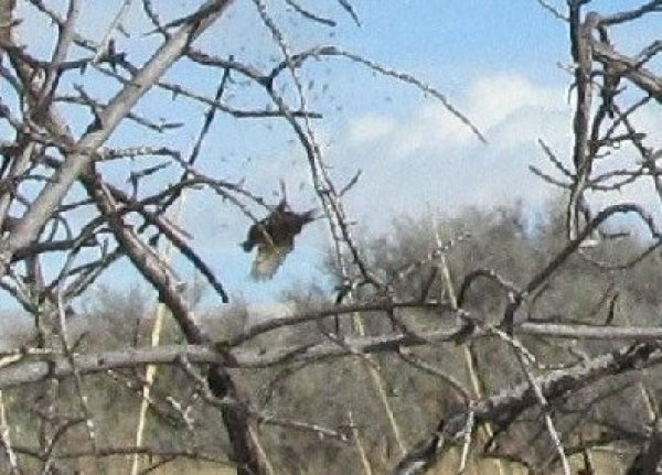 82242011_pheasant_hunting_027b.jpg