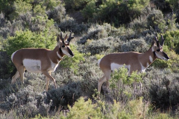 8355wyo_antelope_2011_033.jpg