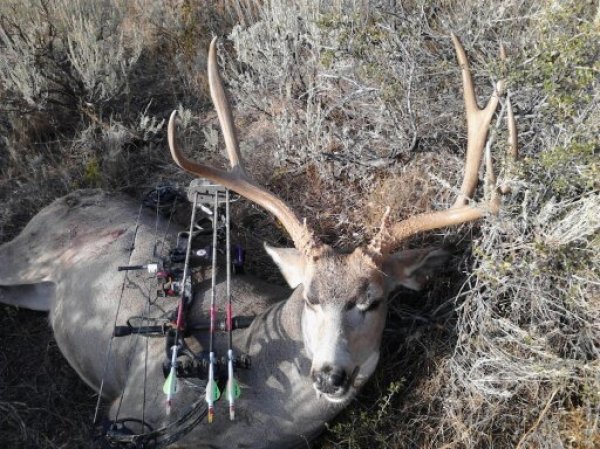 83952012_archery_buck_007.jpg