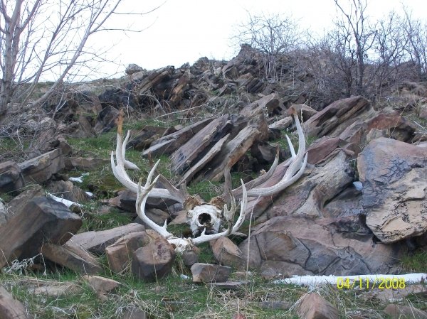 8425shed_hunting_008.jpg