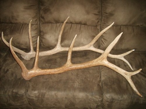 84902009_elk_antler_037.jpg