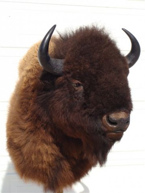 8577bull_bison_mount_012.jpg