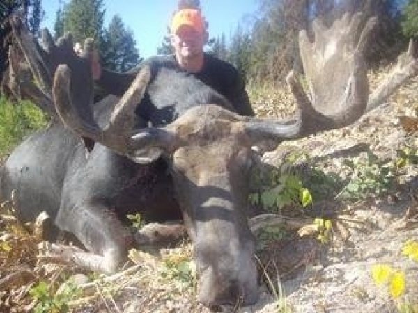 8599moose_pic.jpg