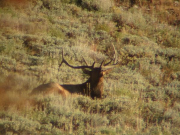 8608elk.jpg.jpg