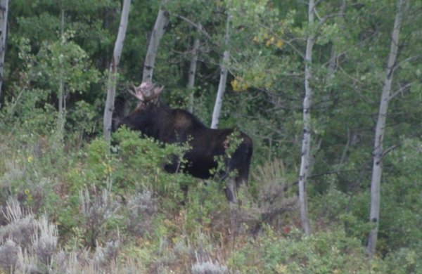 8653moose4.jpg