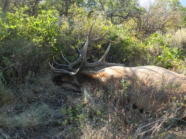 8692monstermuley.jpg