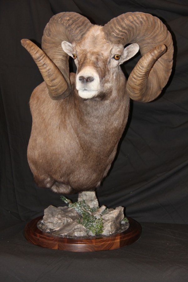 8894bighornsheepmount010-1.jpg