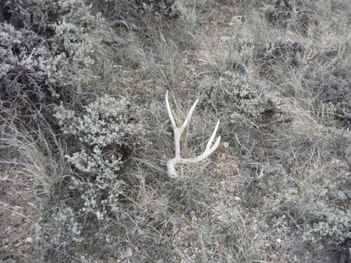 9041wyo_shed_hunt_004.jpg