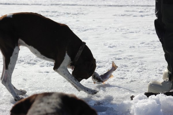 9136ice_fishing_strawberry_res_012.jpg