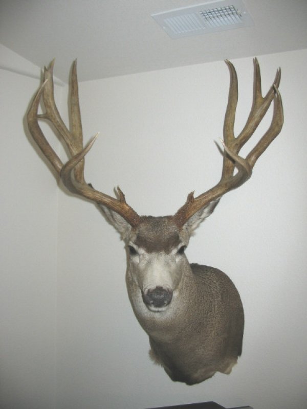 9216wy_96_buck_2.jpg