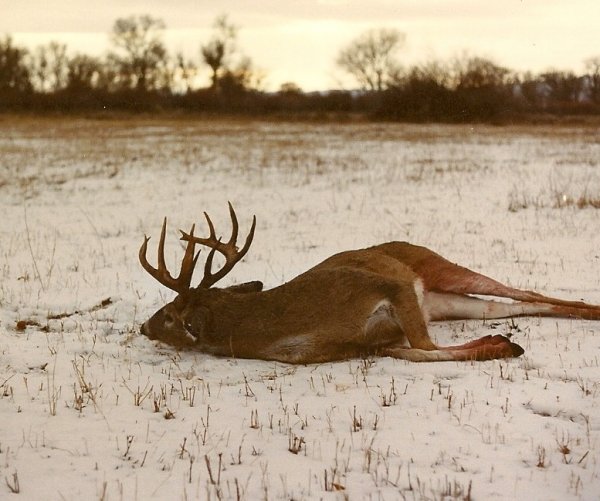 92791992_wy_whitetail_1.jpg