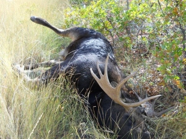 9325dead_moose_up_alexander_canyon_005.jpg