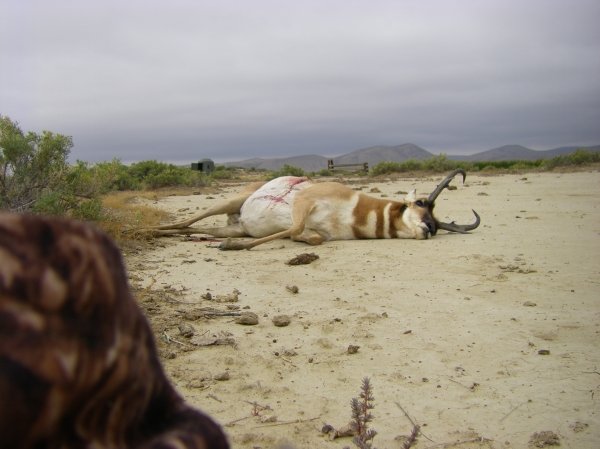 9333wyo_antelope_2011_005.jpg