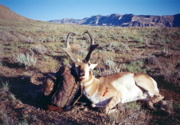 93731999_utah_goat_1.jpg