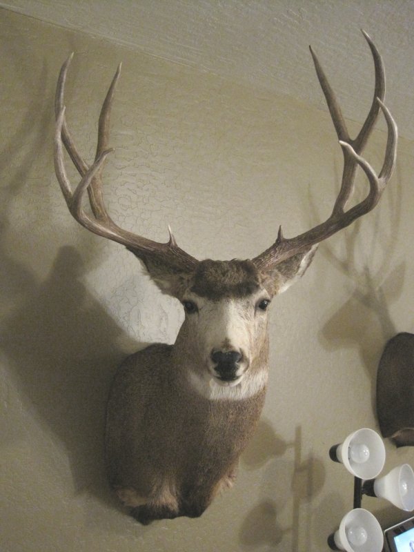 967104_utah_buck_4.jpg