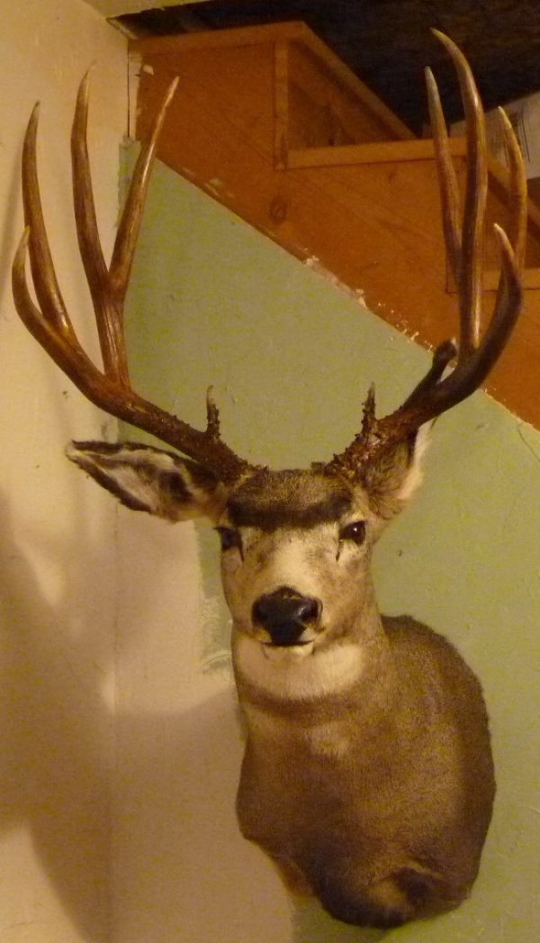 96732011_buck_mounted.jpg