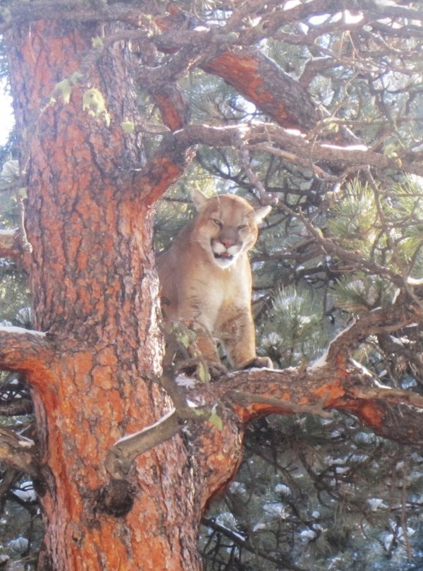 9713mtn_lion_001.jpg