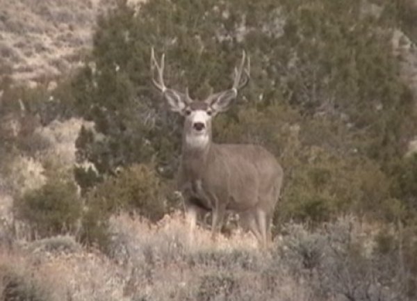 9747bailey_springs_buck_jan.12.jpg