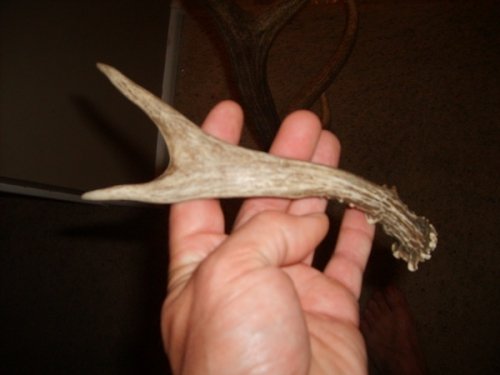 97572009_elk_antler_036.jpg