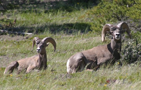 9832bighorn.jpg